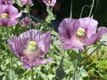 Opium poppy / Papaver somniferum / Breadseed poppy, Wintermohn, Schlafmohn, Pavot somnifÃÂ¨re, Adormidera, Pavot ÃÂ  opium